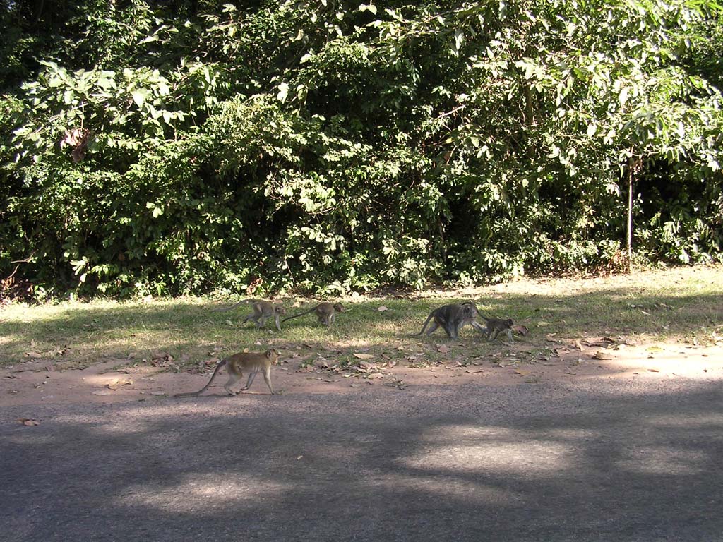 Monkeys on the road near Angkor Wat