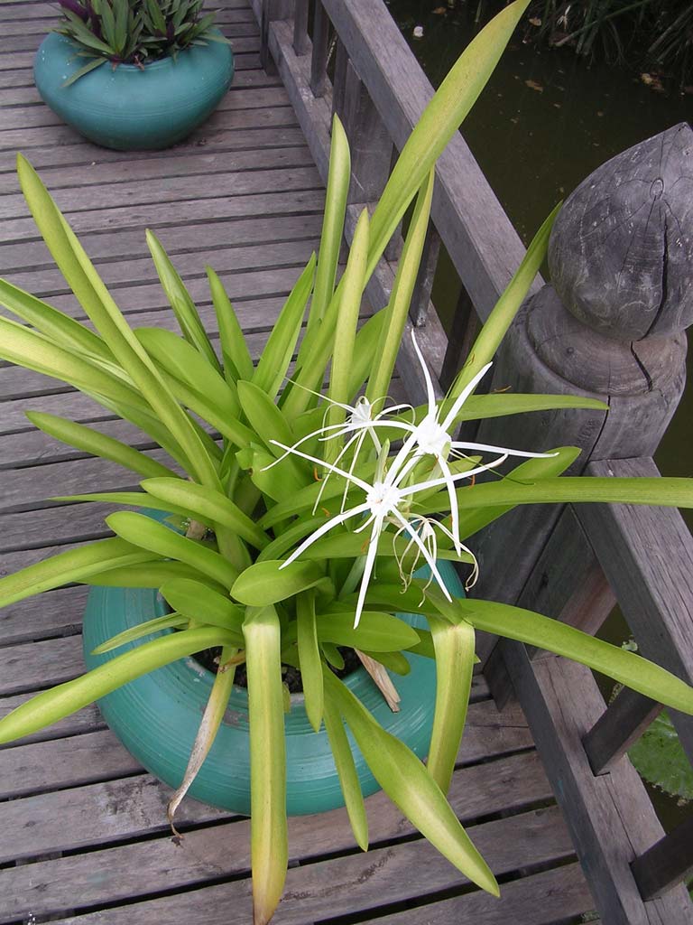 Pot plant at Angkor Village hotel