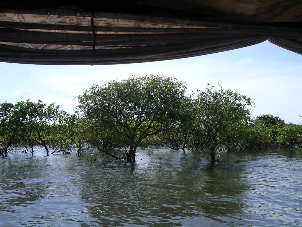 Flooded forest at Chong Kneas