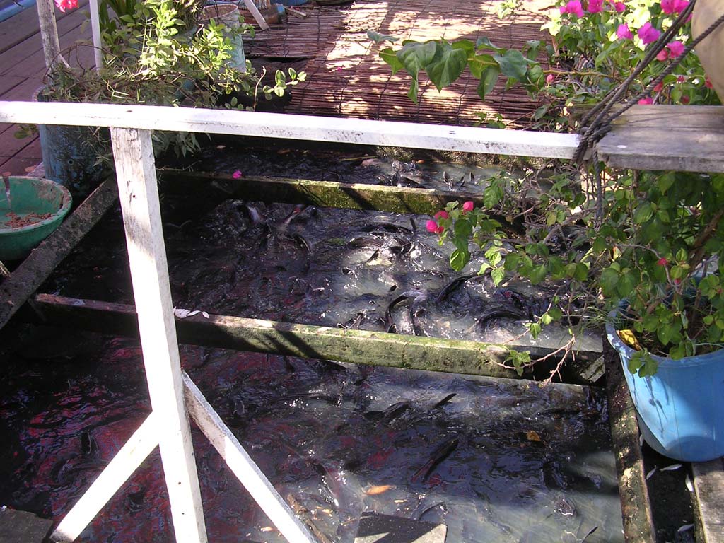 On board a fish farm