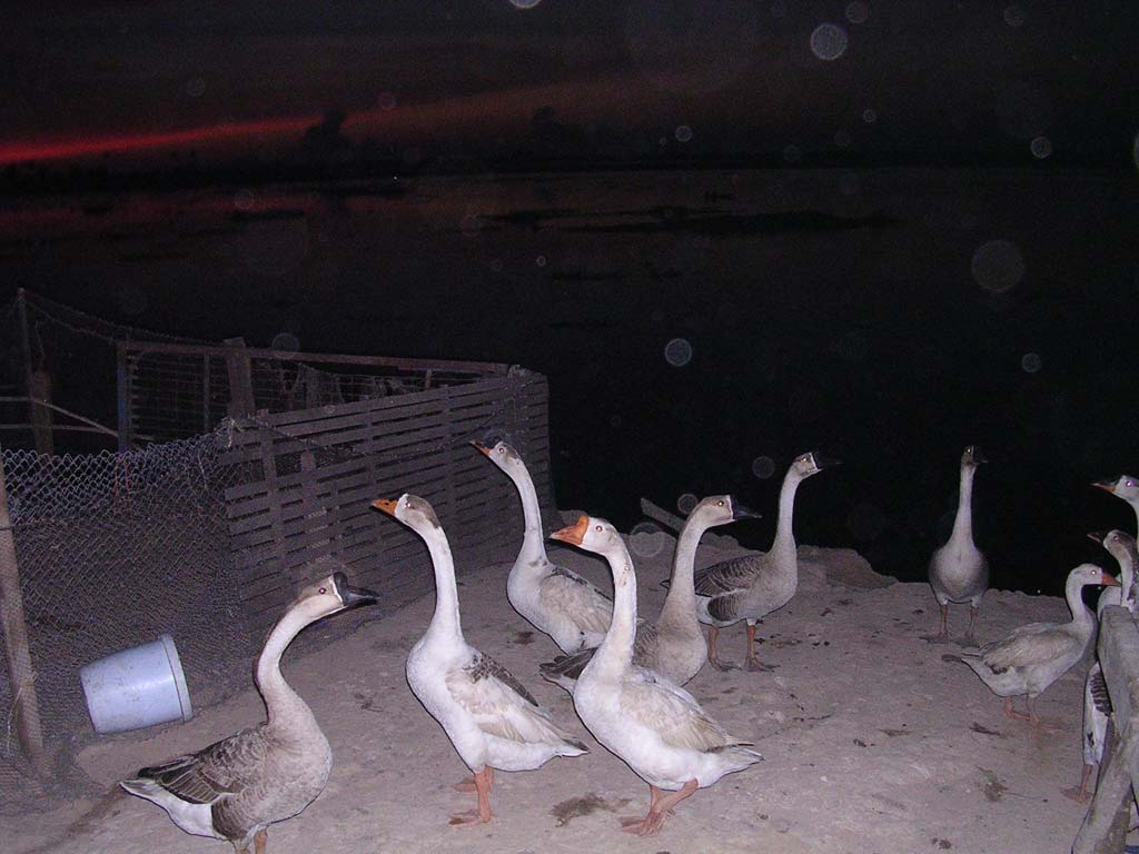 Geese in the dark (and rain)