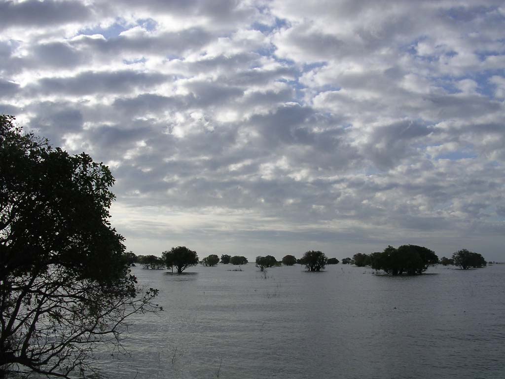 The 'floating forest', Tonlé Sap Lake, Cambodia