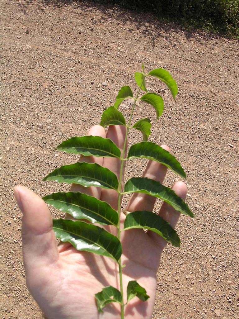 Snaung (?) leaves, which people ate when they were starving during the Pol Pot period. It's also used for sour soup.