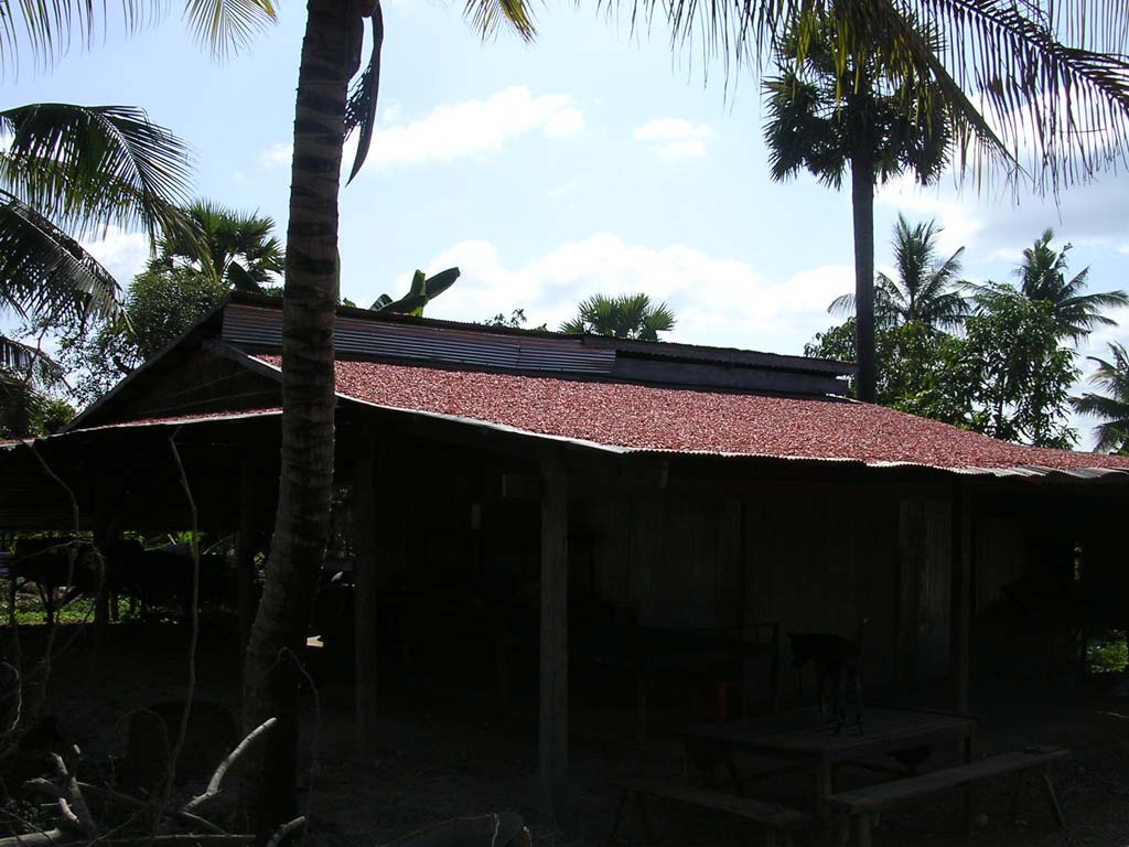 Chillies drying on a roof in Cambodia