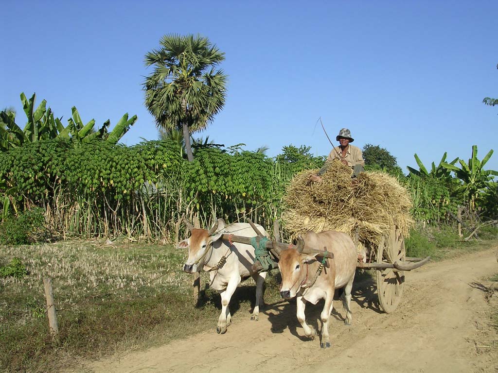 Quintessential Cambodia: an ox cart we passed, with a sugar palm behind (the tallest tree)