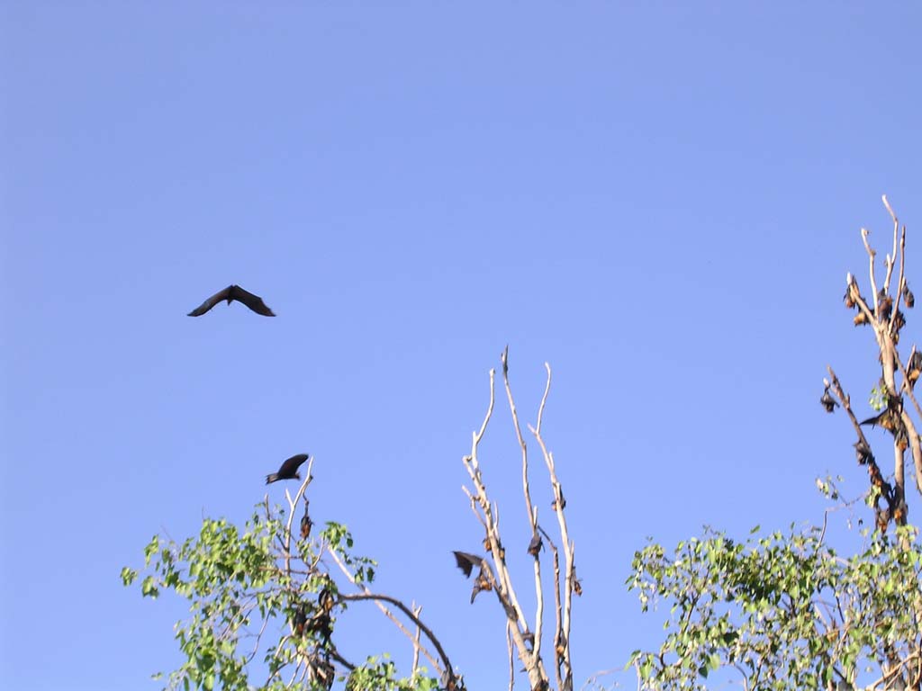 The fruit bats after Han Houn disturbed them by whacking a dead banana leaf on the ground