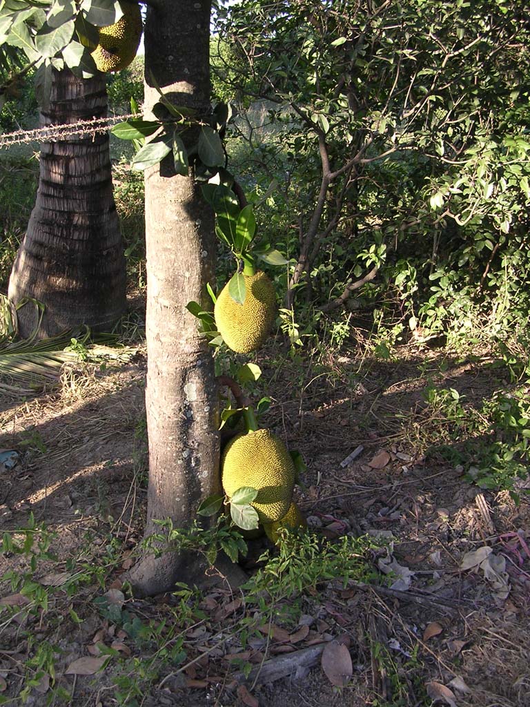 Jack fruit on the tree