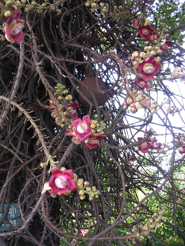 The Cannonball tree