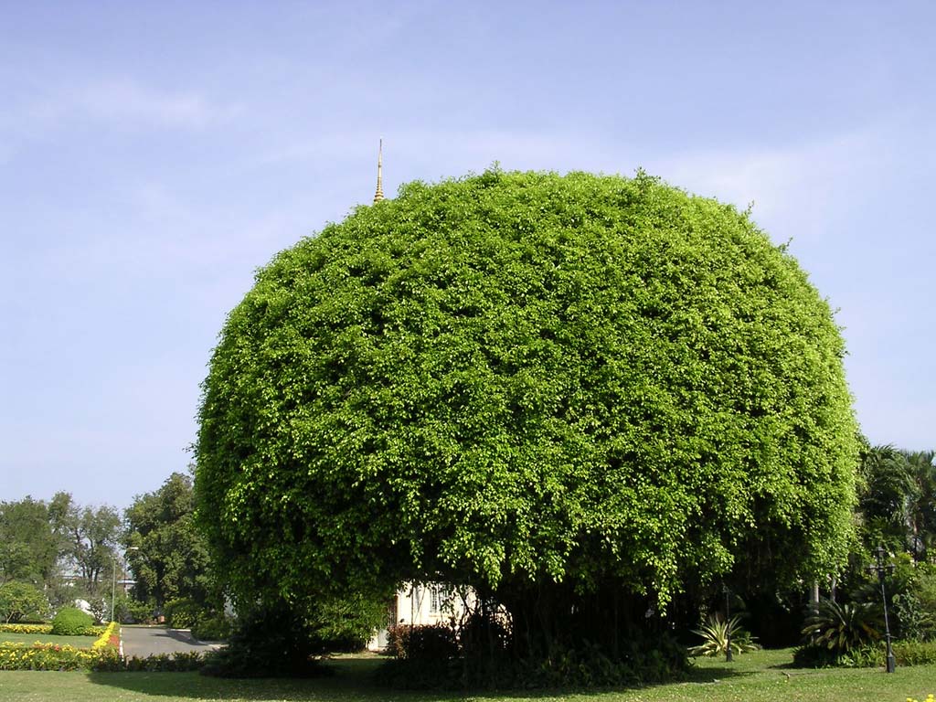 A magnificent ficus in the grounds of the Royal Palace, Phnom Penh