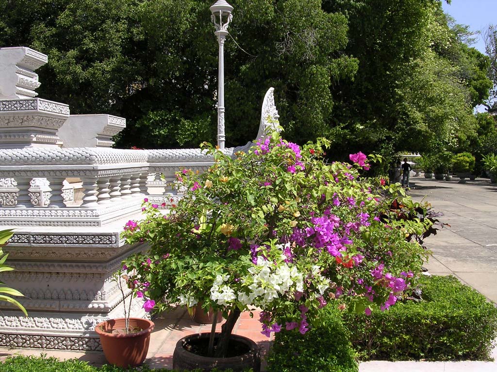 Bougainvillea with three colours grafted together at the Silver Pagoda, Phnom Penh