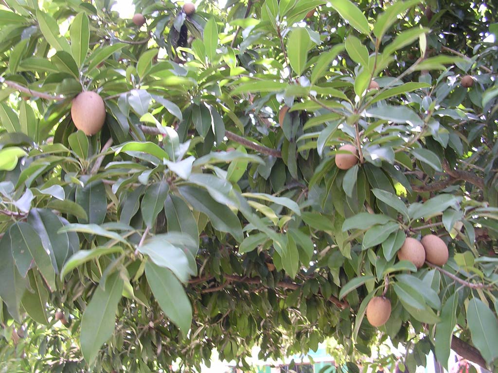 A sapodilla tree at the Cambodian border post on the Mekong