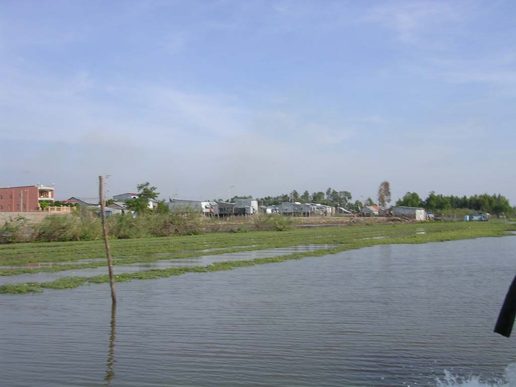 Something - water hyacinth? - being cultivated, perhaps