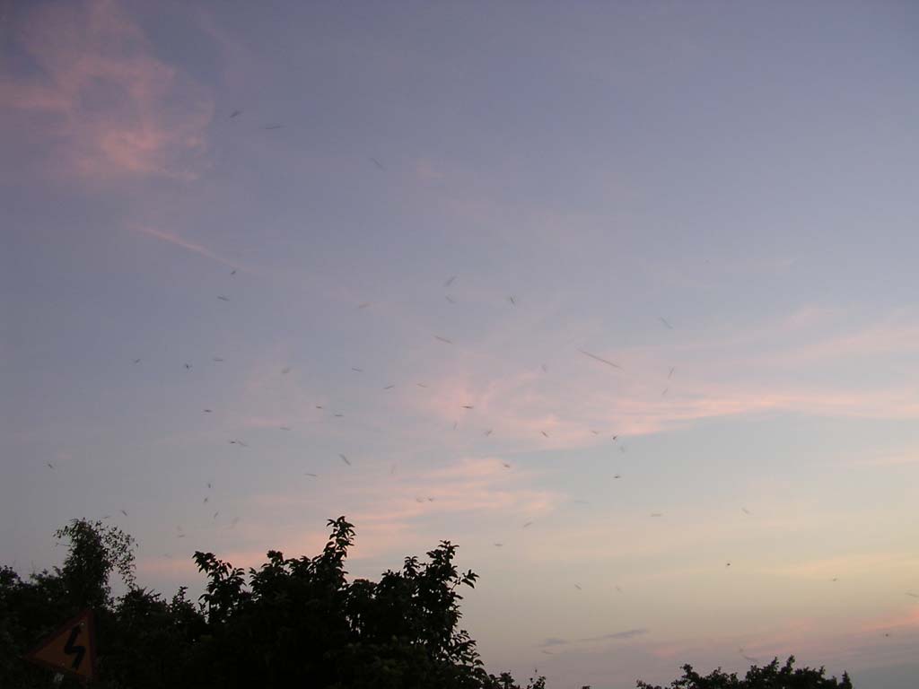 Dragonflies were swarming round us up there - that's what all the little flecks against the sky are