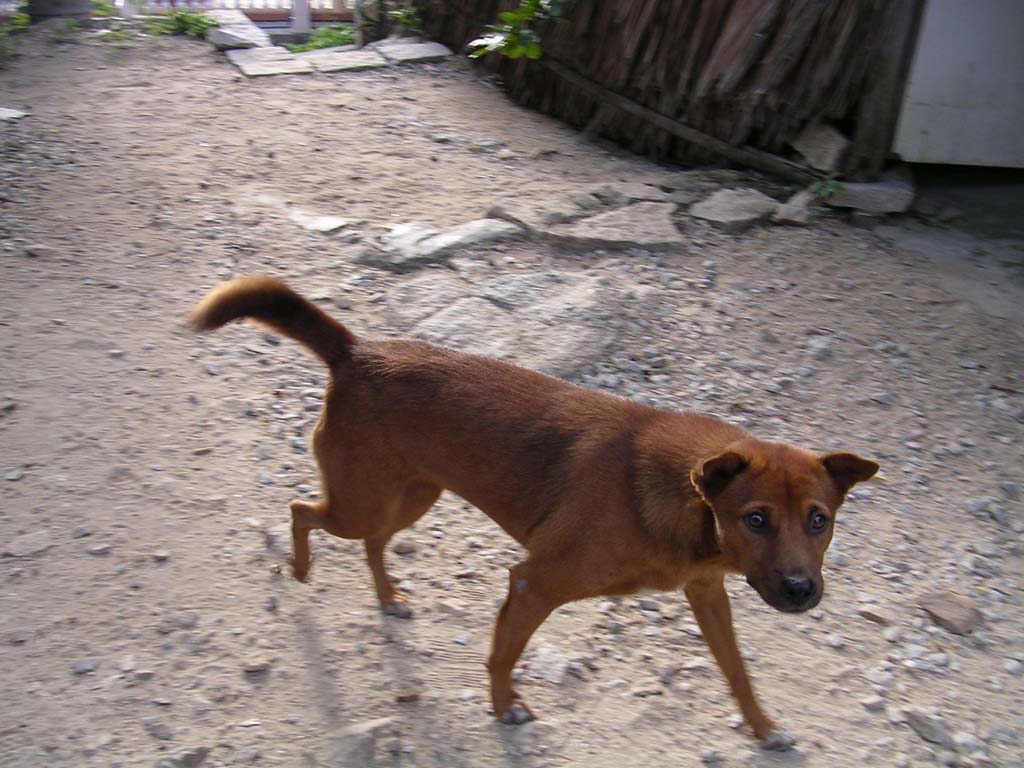 Coffee, the guest house dog at Sam Mountain, Mekong Delta