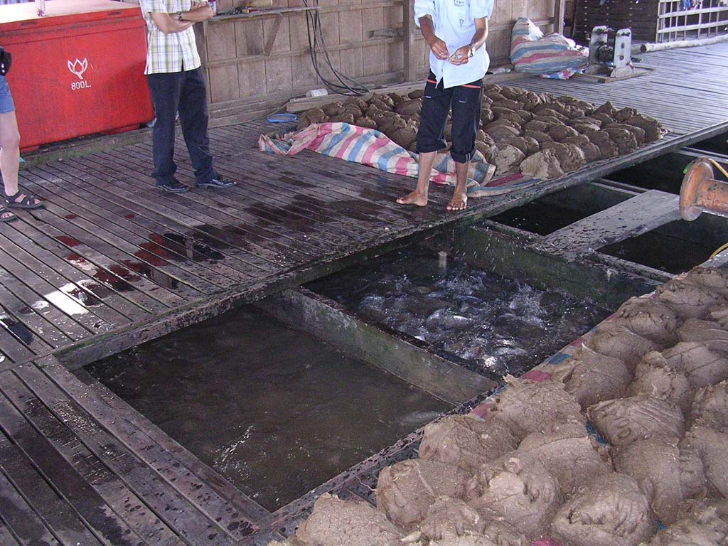 On board the fish farm, showing the lumps of rice, dust and seafood mixture used to feed the fish