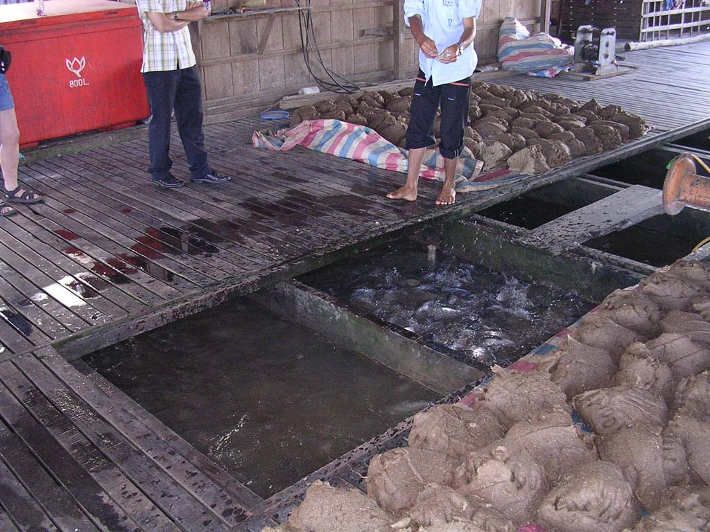 Fish farm in the Mekong Delta, showing the lumps of rice, dust and seafood mixture used to feed the fish