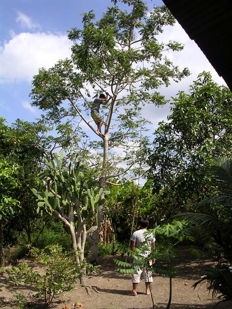 Shaking fruit from the unidentified tree in Hung's garden