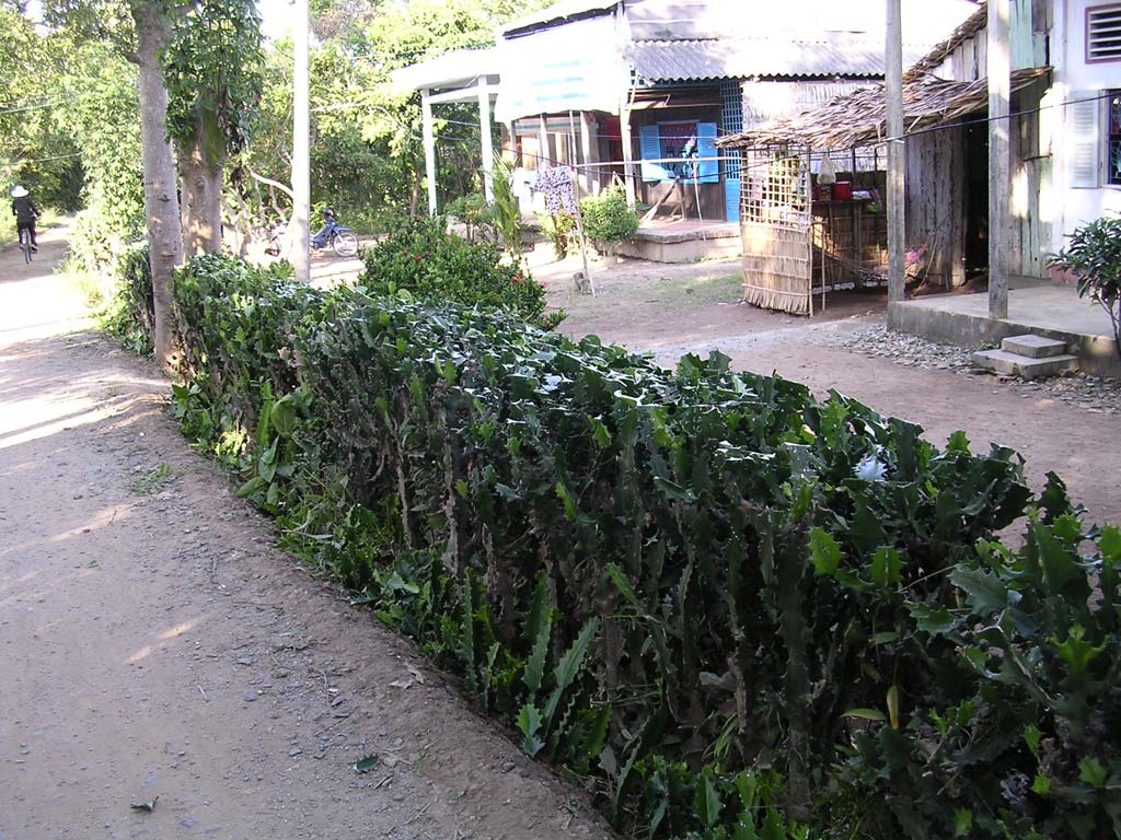 On our afternoon walk: a cactus hedge