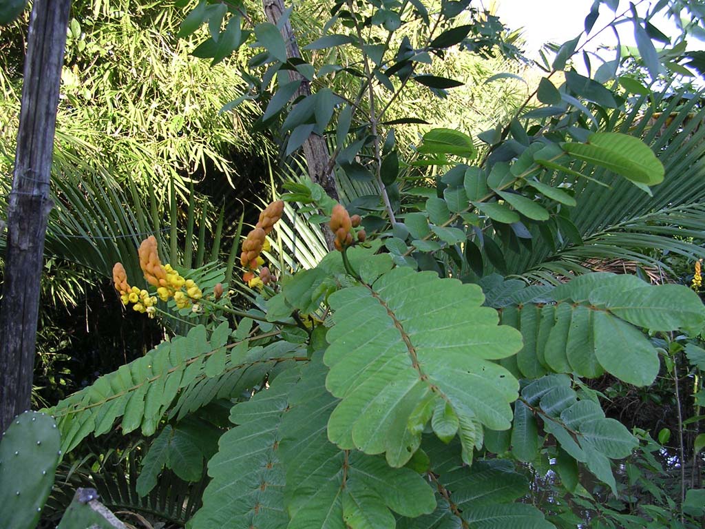 Unidentified tree and flower in the Mekong Delta