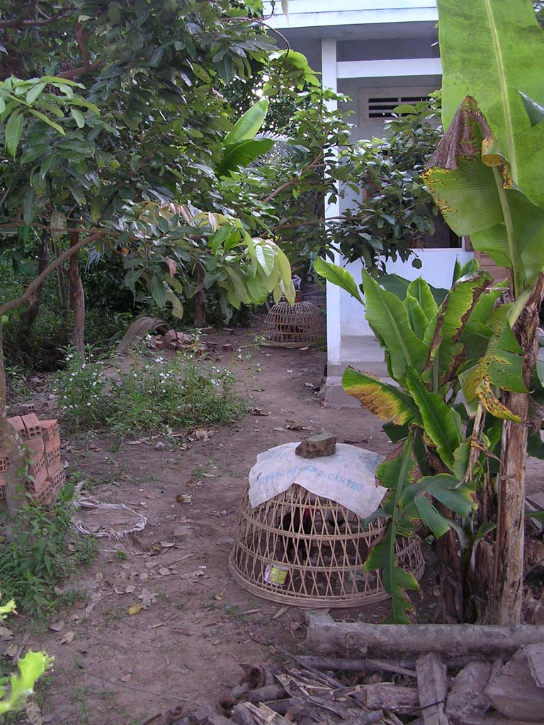 Cockerels kept for fighting in the Mekong Delta