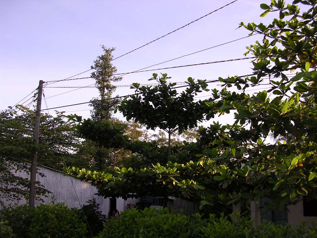 'Table tree' in the Mekong Delta