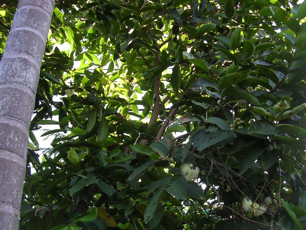 Water apple (or plum) tree in flower