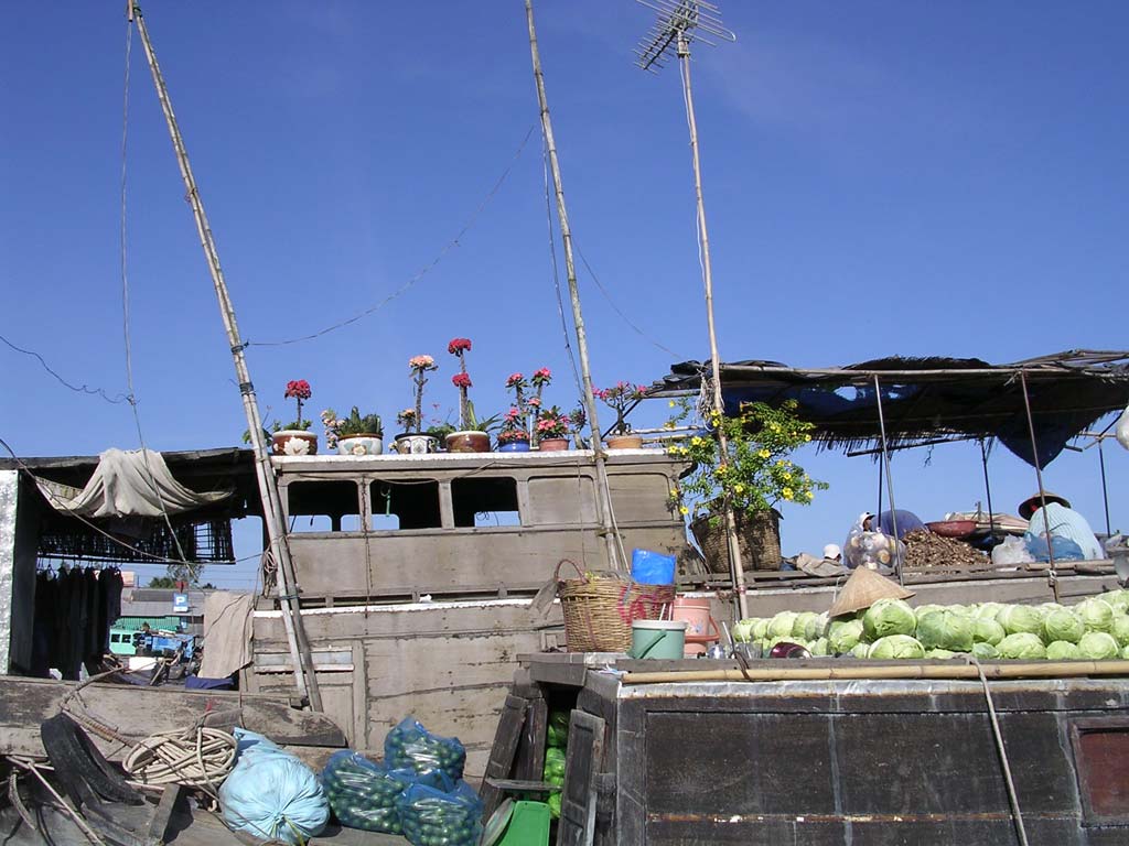 Pot plants and cabbages