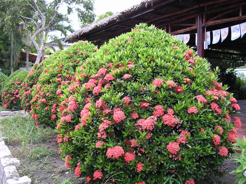 About the closest thing we saw to actual bonsai