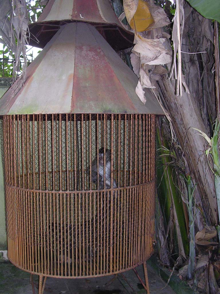 Monkey with almost no room to move at the Bonsai Garden, Mekong Delta