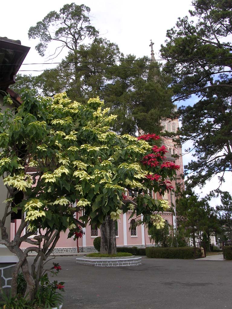 A two-tone (grafted) poinsettia at the side of the Catholic church in Dalat, Vietnam