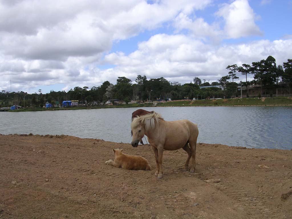 Horses by the lake in Dalat, Vietnam
