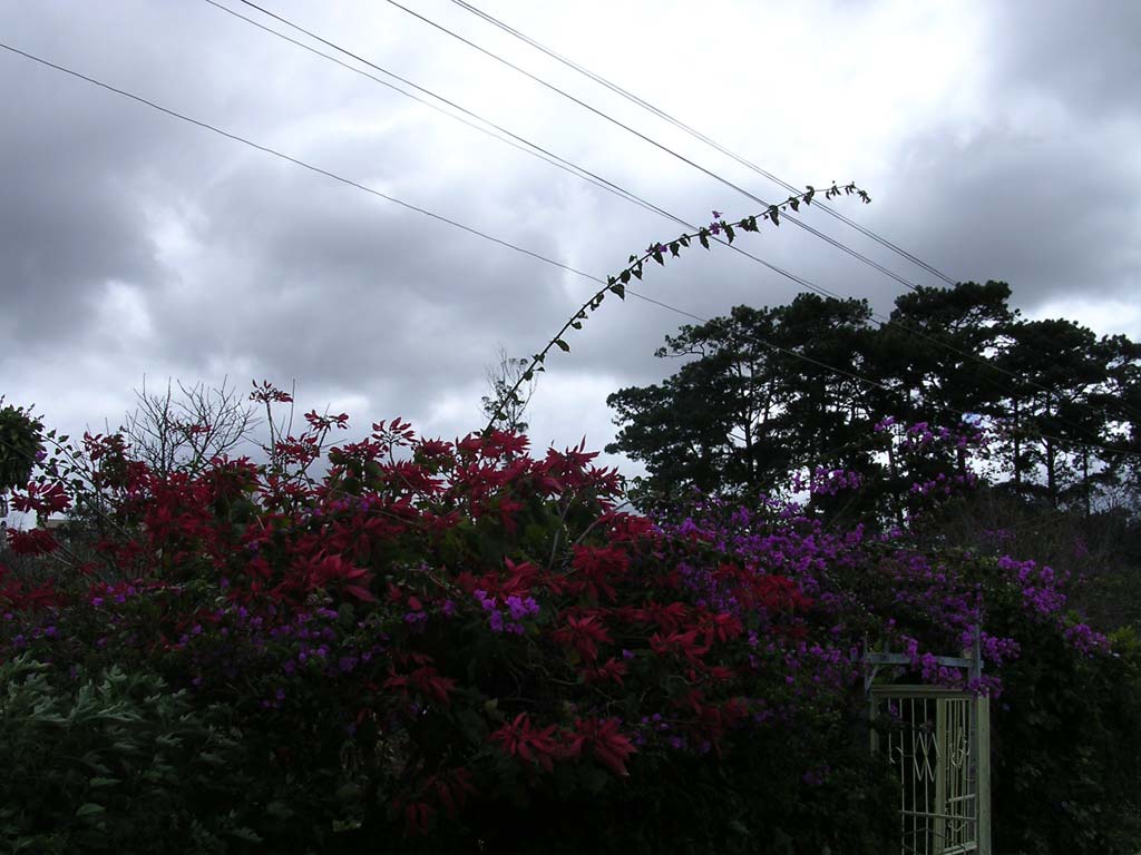 A spectacular hedge - though unfortunately the light was going