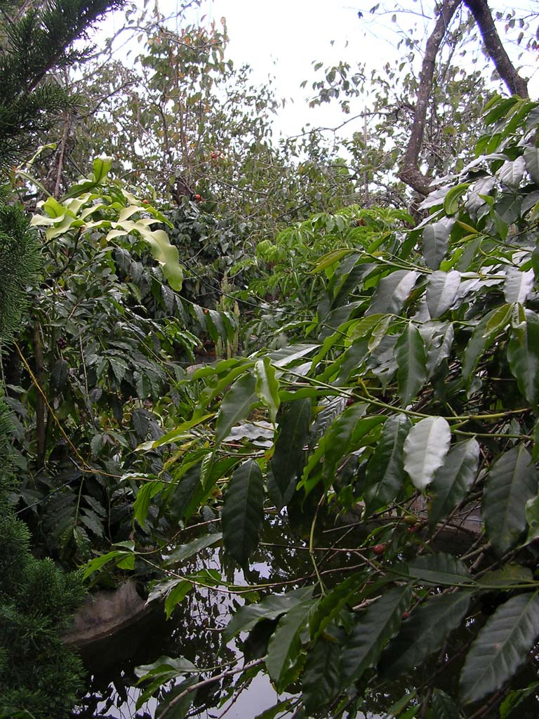 In the secret garden at the 'Clayderman Caf&eacute;'