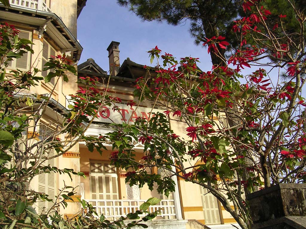 Poinsettia at Lam Dong Museum, Dalat, Vietnam 