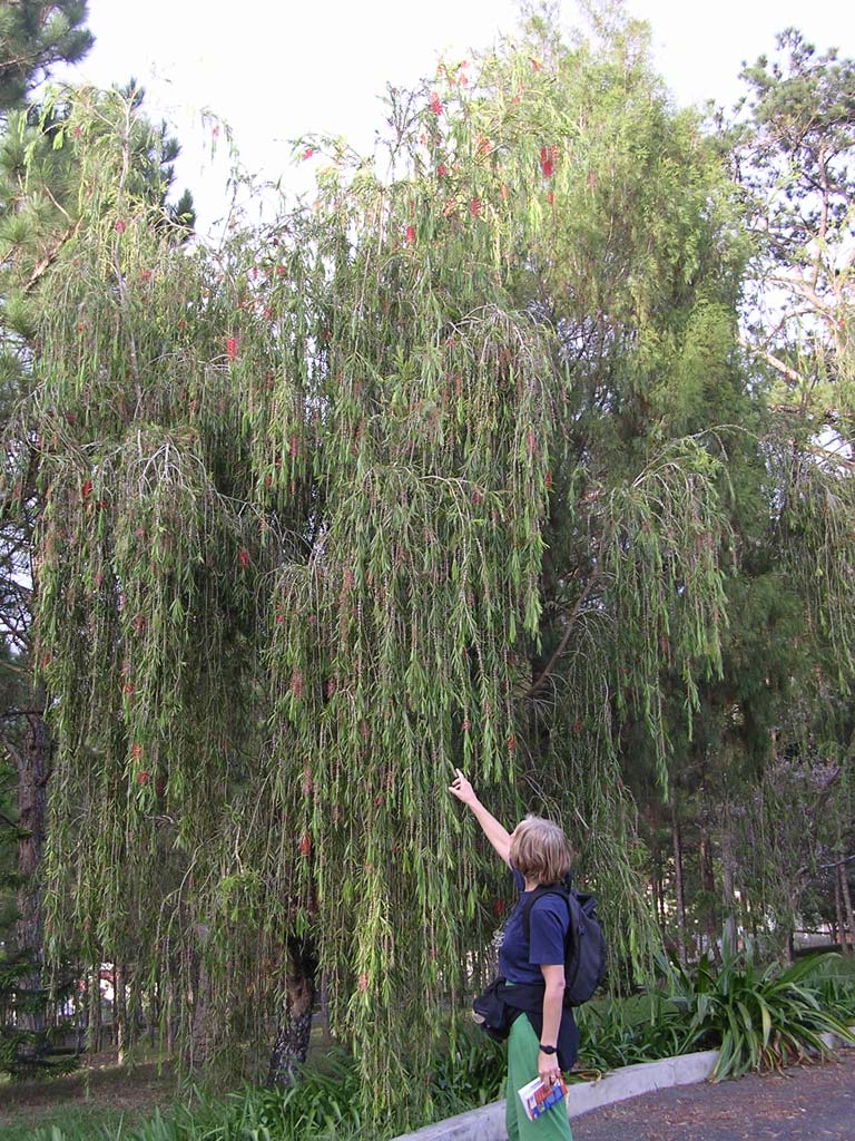 Superb bottle-brush tree, also at Lam Dong Museum