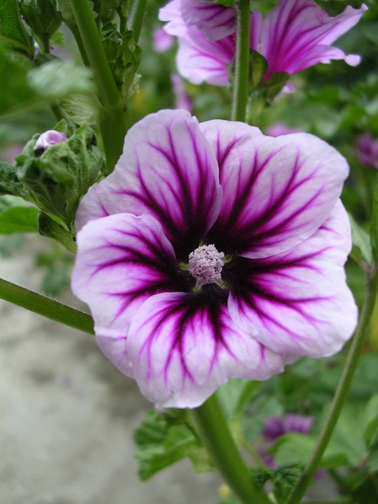 Close up of a hibiscus flower in the garden at Lam Dong Museum, Dalat, Vietnam