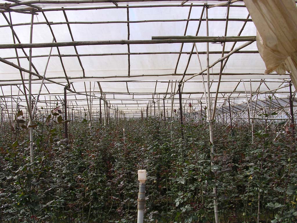 Lots and lots of roses...