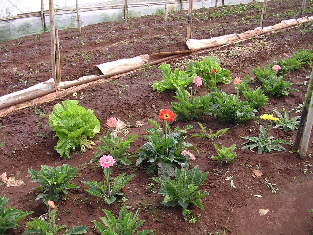 Other produce at the same place - note the lettuces behind the flowers