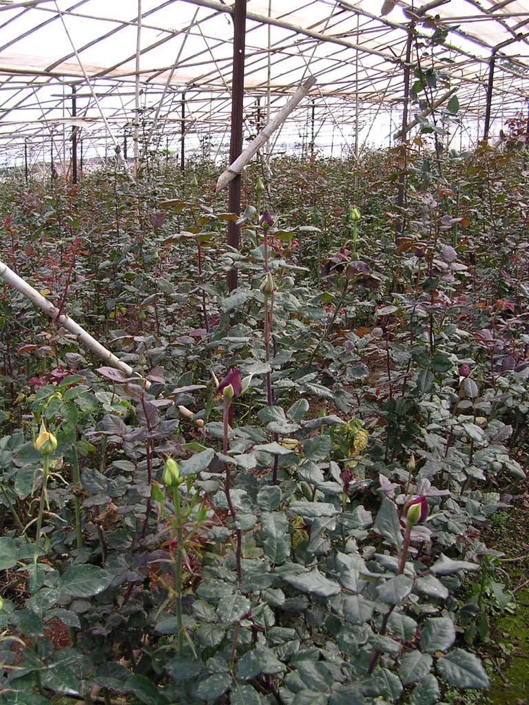 Roses growing just outside Dalat, Vietnam