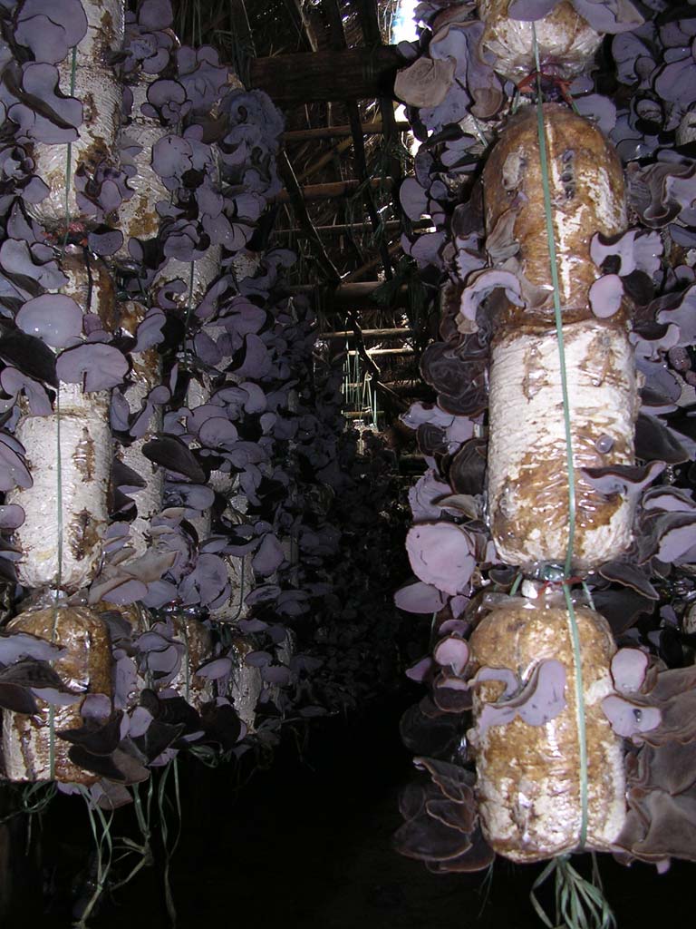 Inside a hut at the mushroom farm