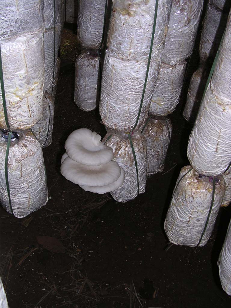 In another hut, these white mushrooms are just getting started