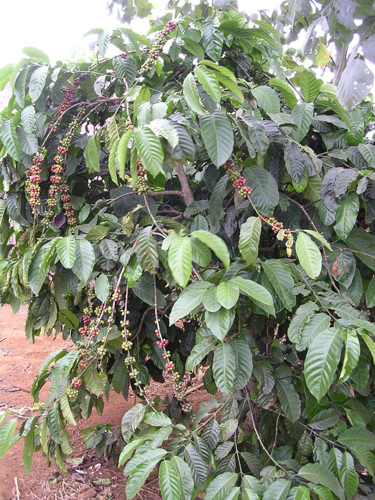 Coffee bush outside the mushroom farm near Dalat, Vietnam