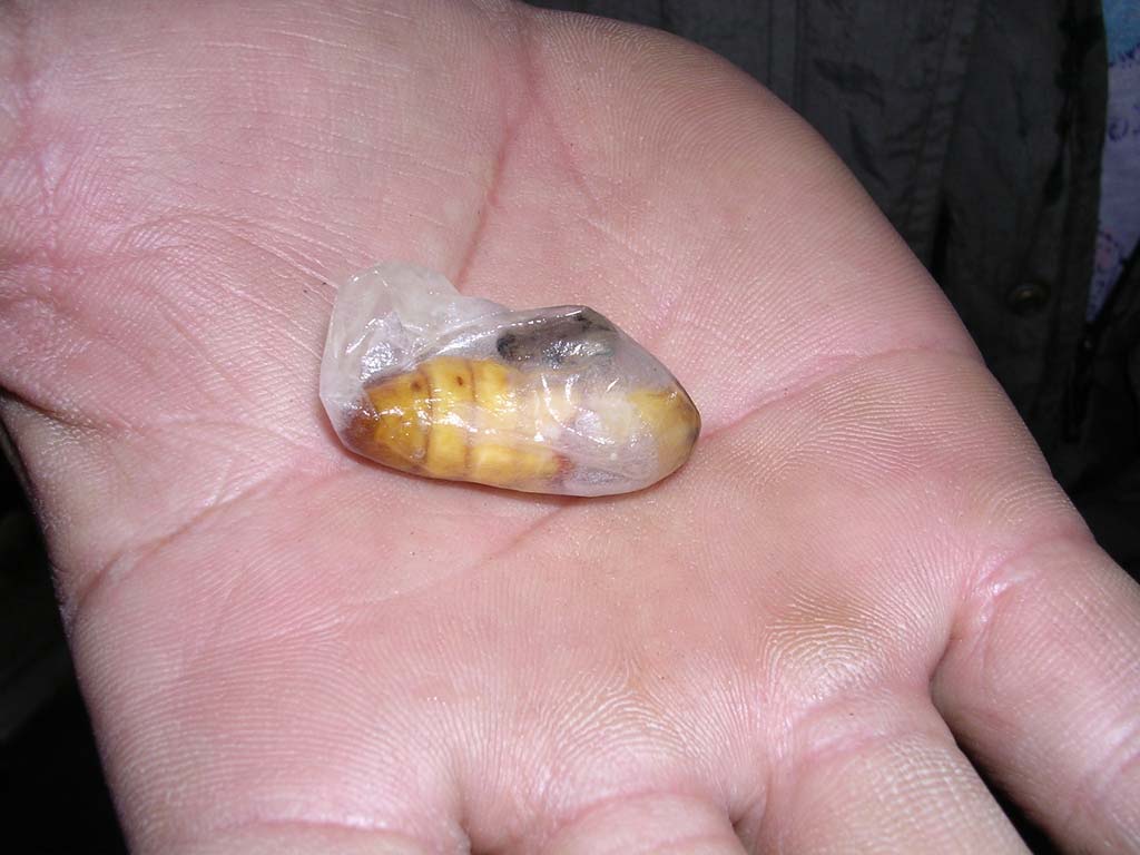 An imago after its silk has been taken. They eat these, but we didn't sample!
