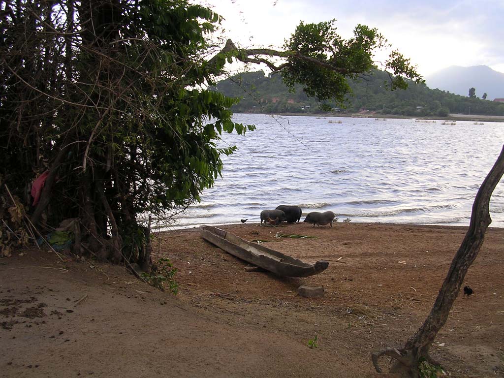 The lake again, with some of the local pot-bellied pigs