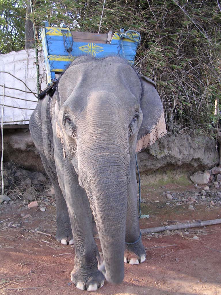 An elephant with its painted howdah at Lak Lake in the Vietnamese Central Highlands