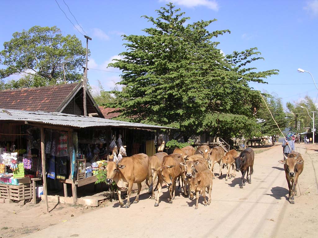 Cattle coming through