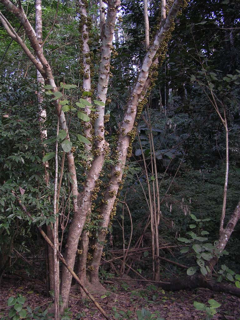 Something like birch trees, but covered in small fruits