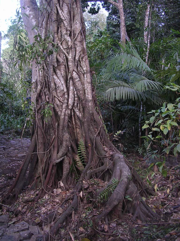 A lovely, tangled trunk complex