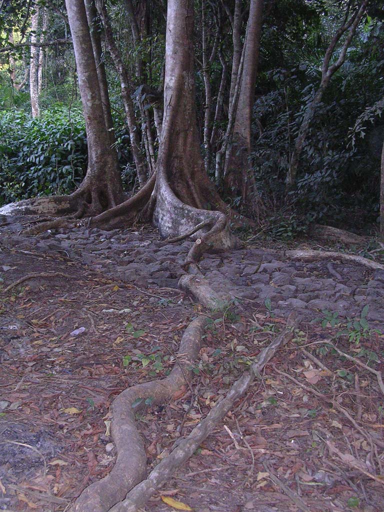 A spectacular root on the path back up to the top