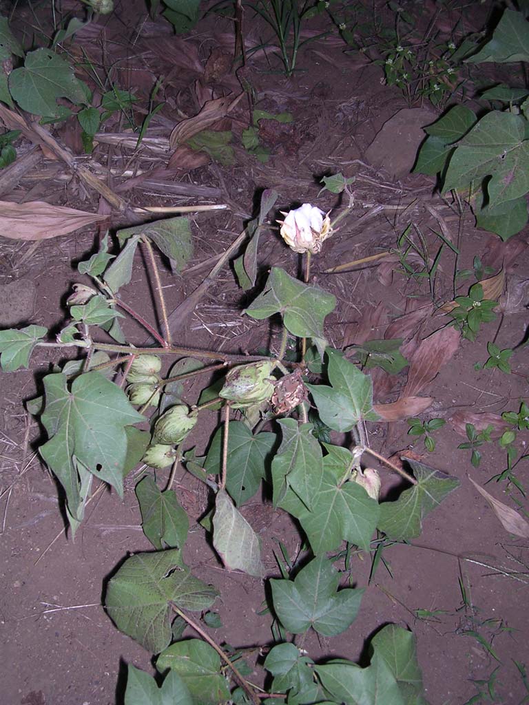 We walked across a field of cotton in the dusk